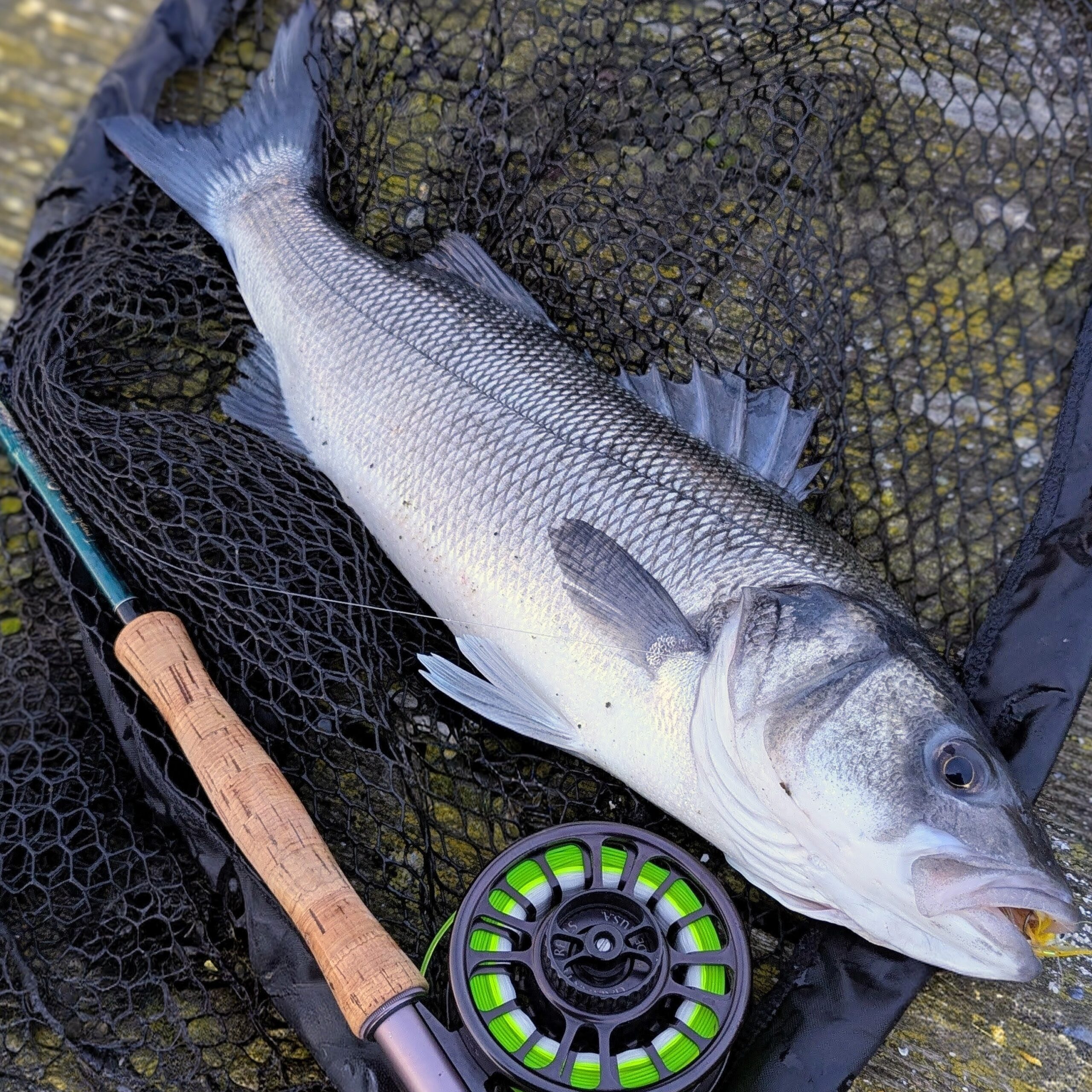 Jiggy Baitfish – Image 10