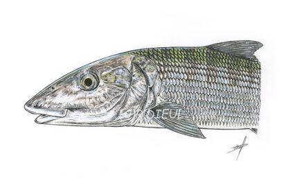 Bonefish – Image 2