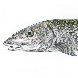 Bonefish