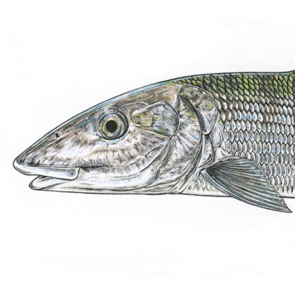Bonefish