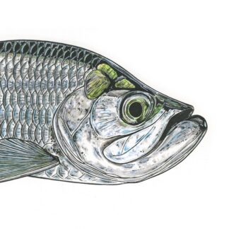 Tarpon