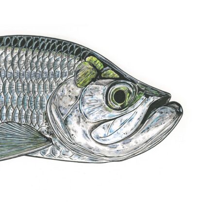 Tarpon