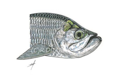 Tarpon – Image 2
