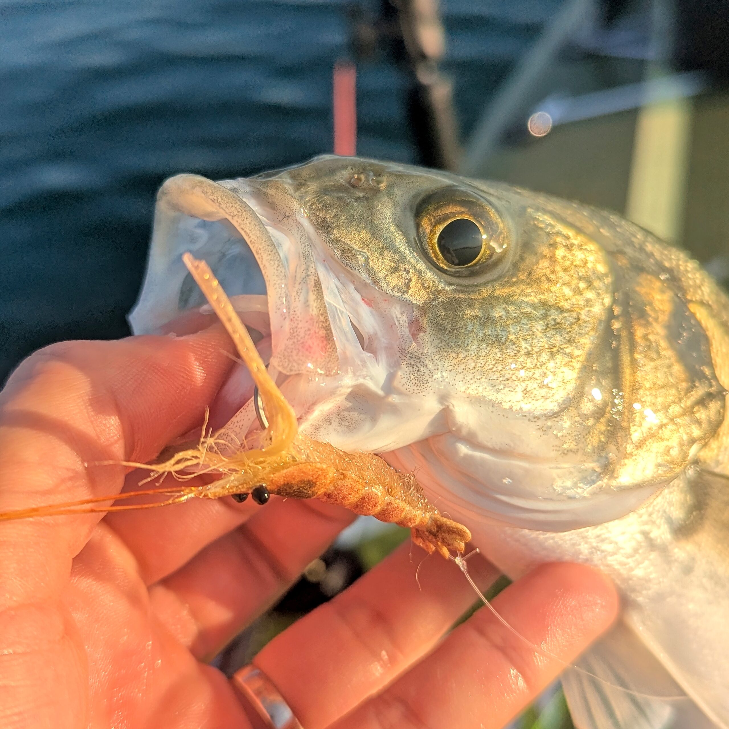 RD Shrimp – Image 6